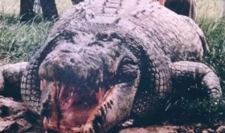 世界上最大鳄鱼 世界上最大鳄鱼