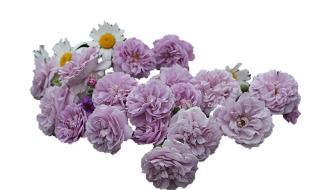 蓝色和紫色哪个好看