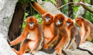 深圳动物园门票团购