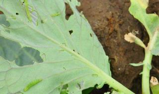 小菜蛾防治难 小菜蛾防治难