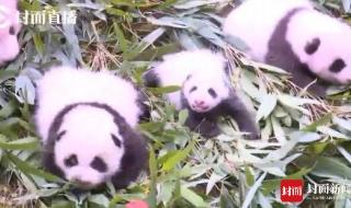 3只新生熊猫幼仔亮相
